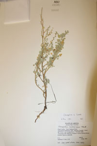 Herbarium Sheet of 